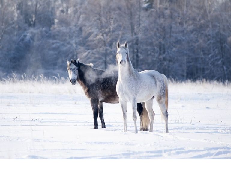 Dr. Tania Cubitt, Key Factors  Feeding Horses Winter, horse down-time, drinking water temperature horses, horse, horse water intake, horse fibre, equine water consumption, chronic equine weight loss,  equine water consumption winter months, equine water consumption pregnant maresn, foal nutrition