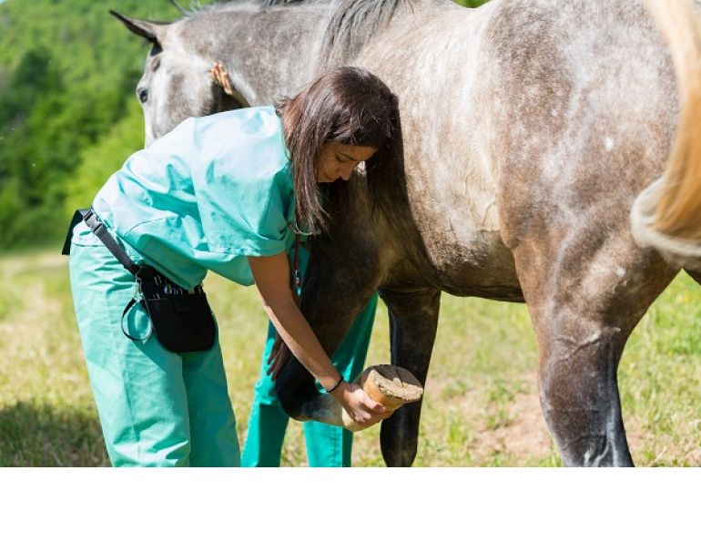 Equine Lameness Evaluation, Dr. Crystal Lee, equine disorder, horse lameness, examining horse, horse flexion test