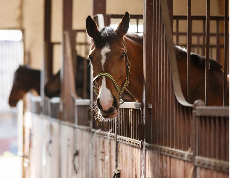 Music Helps Horses, equine music therapy, horse music therapy, polish equine research, soft music helps horses, janet marlow pet acoustics, dr. juliet m. getty phd, music therapy for horses