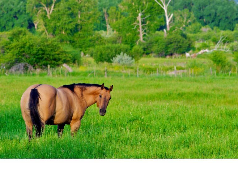 insulin resistant horse, horse diabetes, equine laminitis, horse laminitis, herbs for horses, dr wendy pearson, herbs laminitis