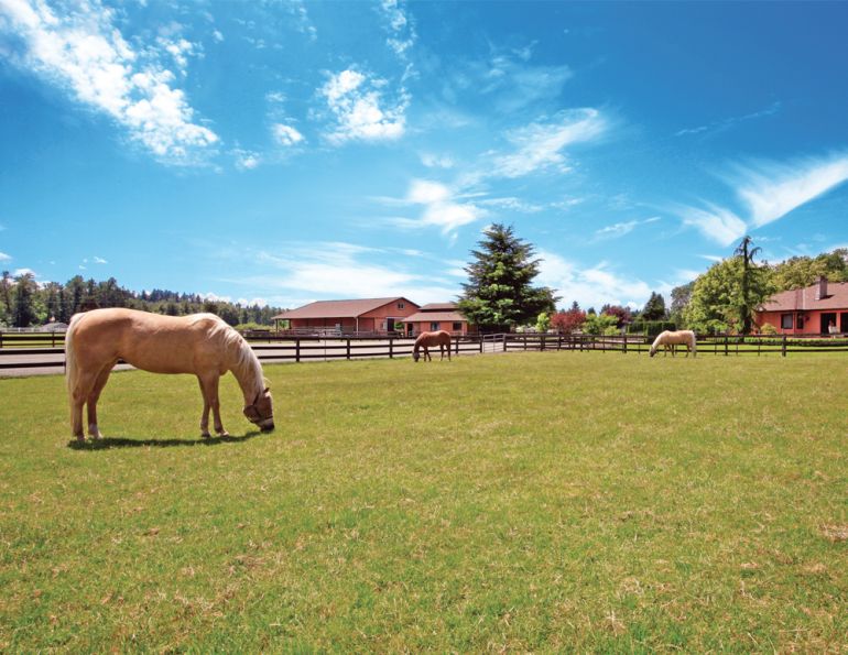 buy a horse property, horse properties canada, equestrian properties canada, how to buy a horse farm, owning a horse