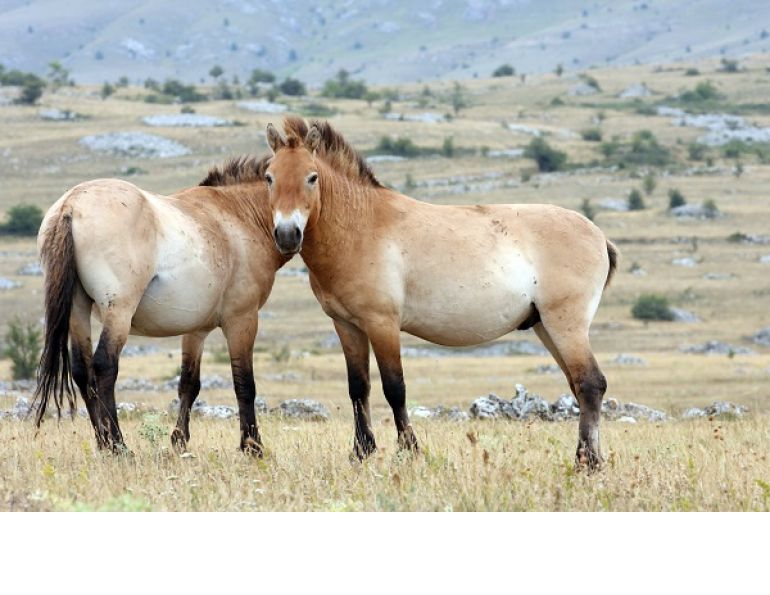 horse domestication, equine domestication, horse genomes, equine genomes, ancient horse, ancient equine, equine geonetics, mongolian horse, przewalski horse