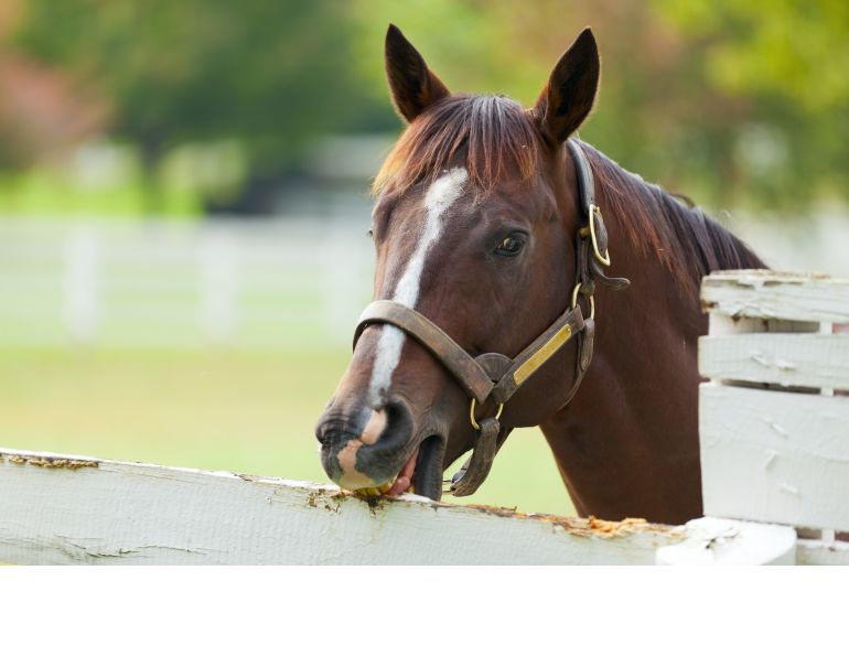 horse diet behaviour, equine diet behaviour, horse cribbing, horse wind sucking, wood chewing horses, horse feed sugar, horse feed starch