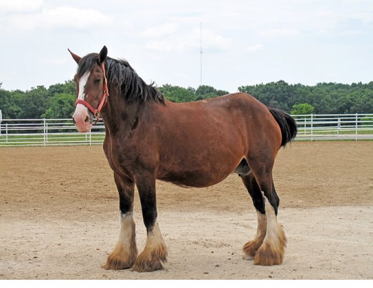 old maiden mare, juan samper, jcs veterinary, breeding mare, equine semen, stallion semen, equine pregnancy