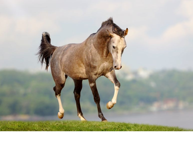 dr juliet getty equine nutrition horse nutrition flaxseeds fats horse diet equine diet fats omega fats equine diet