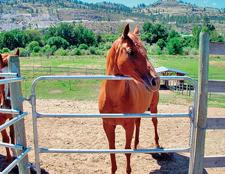 horse fencing, barn fire sprinklers, continuous fencing horse farm, custom designed horse fence, gates for horses, ranch fences, canadian horse fencing, cf fences