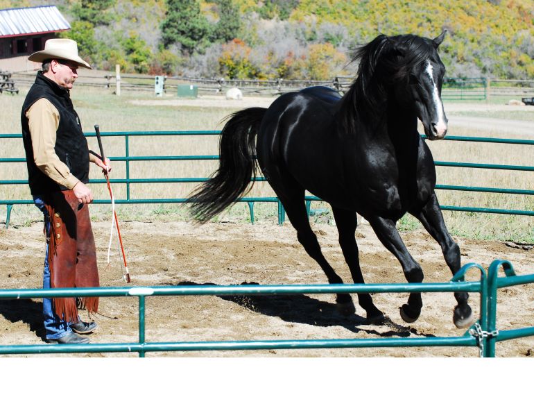 Linda Parelli, pat parelli, natural horsemanship, shy horses, think like a horse