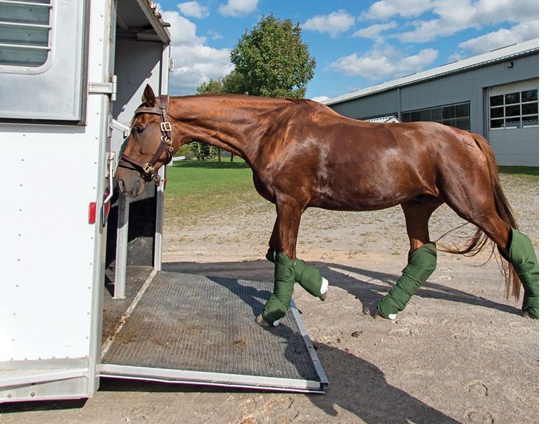 choosing a commercial transporter, how to transport a horse, commercial horse transporters canada, kevan garecki, transport for a special needs horse