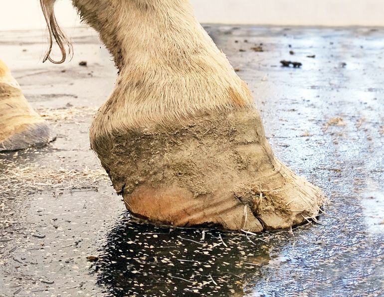 dr kirby penttila wcvm, burwash equine services, club foot in horses, mismatched horse feet, grades of club foot in horses, radiographs horses, how to fix equine club foot