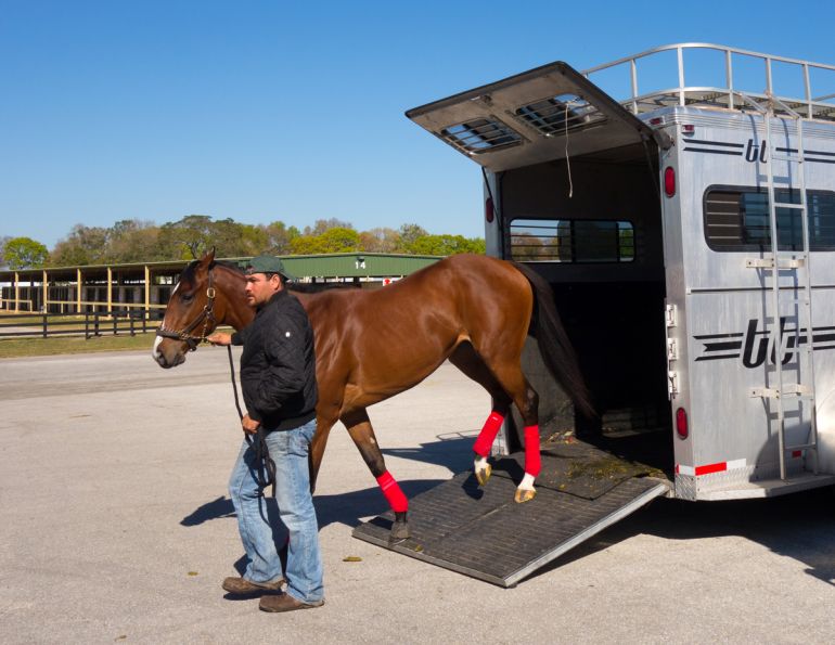 how to reduce horse tranpsort stress, hwo to lower horse's travel stress, how to relax your horse during transport