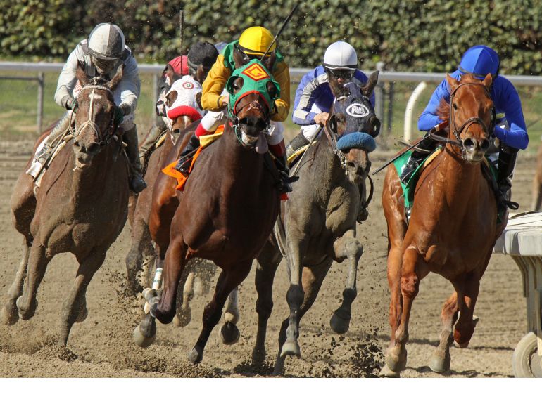 racehorse death, sudden death racehorses, drugs and racehorses, thoroughbred horses, journal of the american veterinary medicine, equine injury database, equine science update, mark andrews
