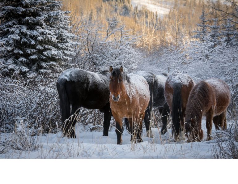 wild horse nutrition, helping wild horses, feeding wild horses, hwac, horse welfare alliance of canada