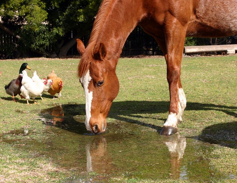 horses salmonellosis, how to prevent salmonellosis horses, causes of horse salmonellosis, treating equine salmonellosis, uc davis veterinary