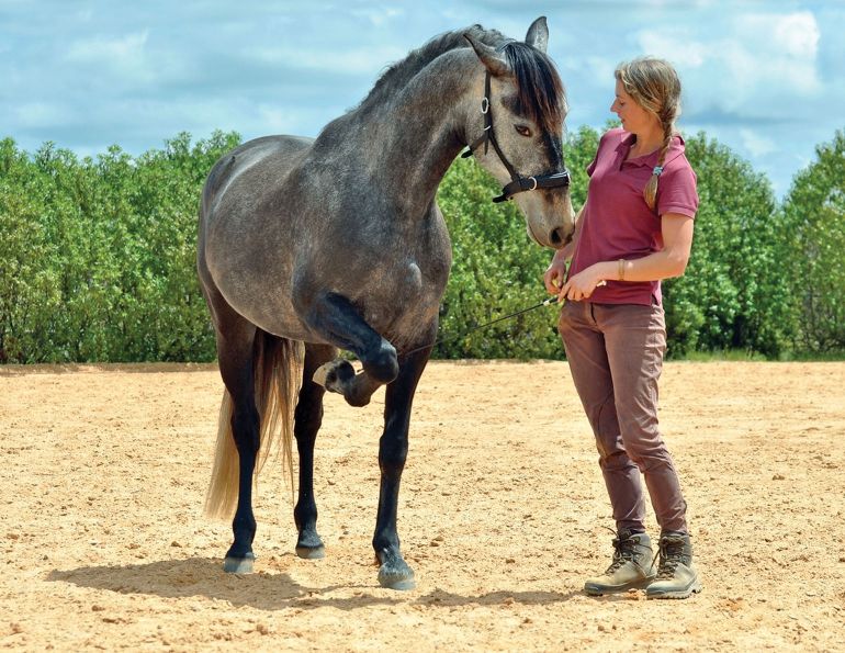 clicker training horses, a guide to clicker training, clicker training how-to, alexa linton, horse behaviour positive reinforcement, resources horse positive training, natural horsemanship