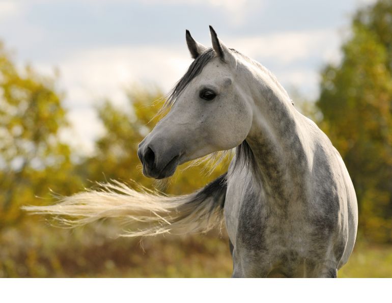 lameness locator, spring horse health, horse check up, horse vet check equine, steve chiasson, equine pre-purchase exam, 