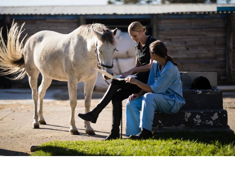 feeding senior horse, malnourished senior horse, henneke body condition horse, senior equine teeth