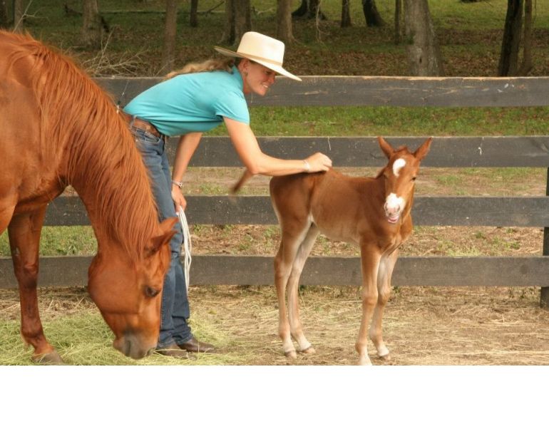 Lessons for Young Horses, Pat Parelli, Natural Horsemanship, Kalley Krickeberg