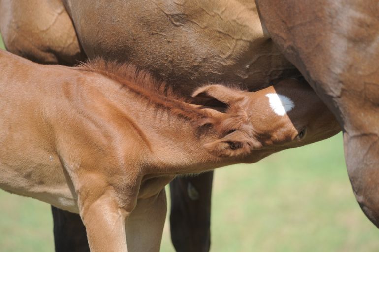 Colostrum for Foals: The Magic Milk