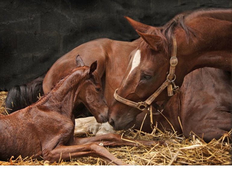 mare is in foal, Foaling Mare, hrose labor, equine labor, delivering a foal safely, theriogenologist, western college of veterinarian, horse twins, vaccinating mare, foaling complication