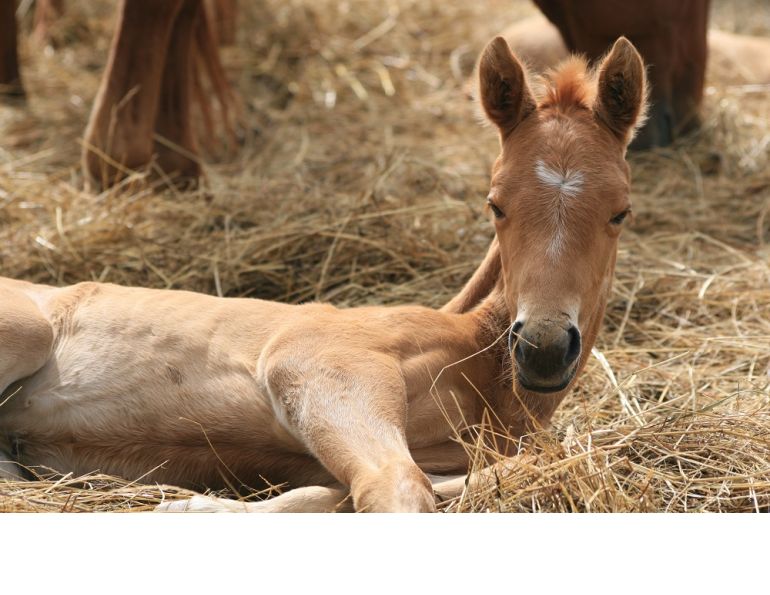 How to Care for Your New Foal