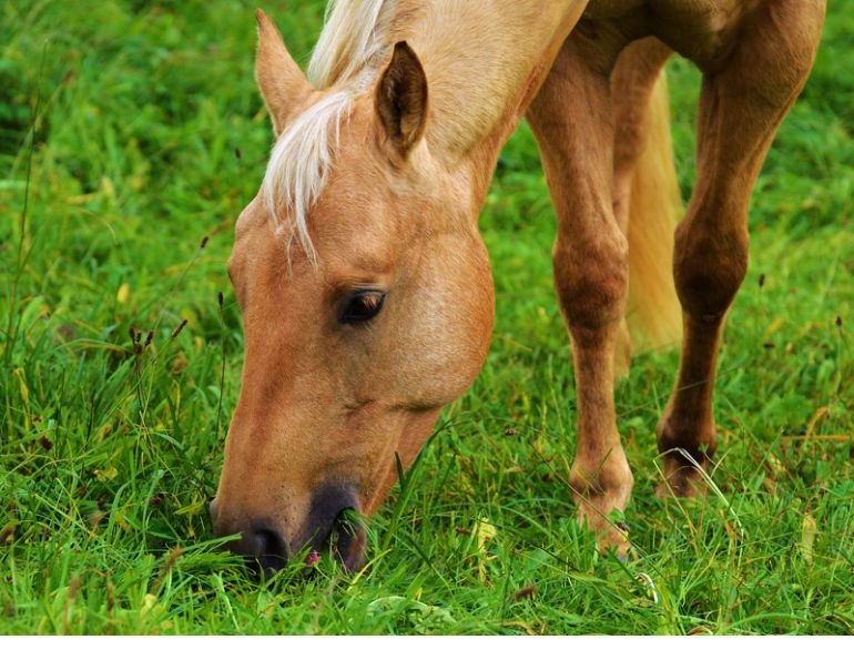 Spring equine Pasture Precautions, equine pasture turnout, grazing muzzle, equine founder, equine laminitis, equine colic