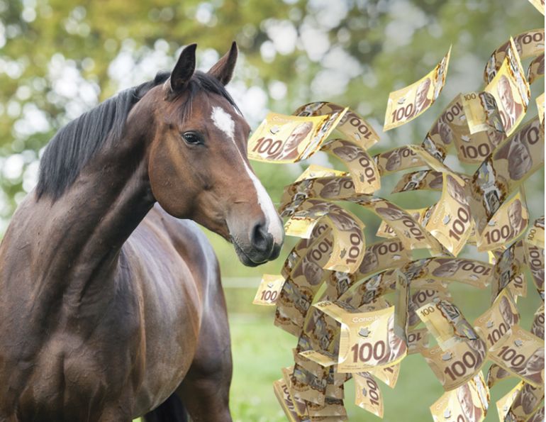 obtaining capital for Horse Sports, getting money for Horse Sport, gathering money for Horse Sport, Crowdfunding for horse sports
