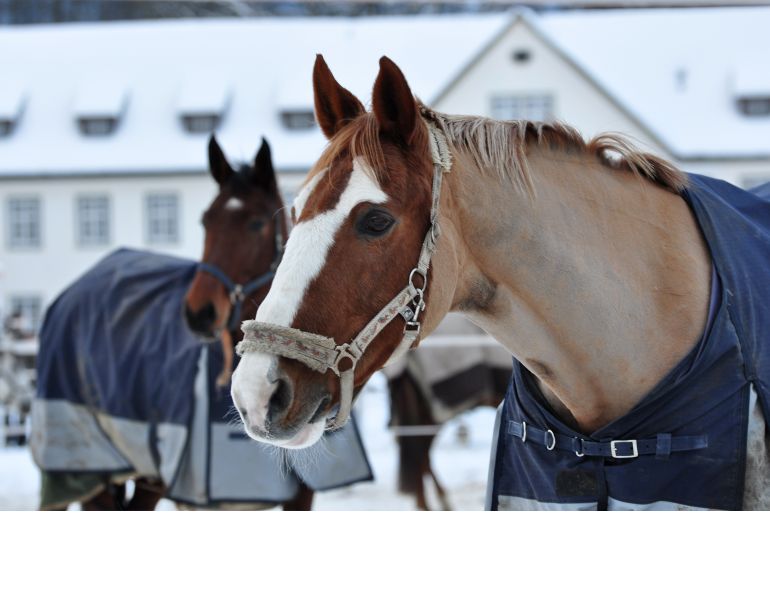 should i give bute to my horse? should i give my horse msm? how to help my horse's arthritis?