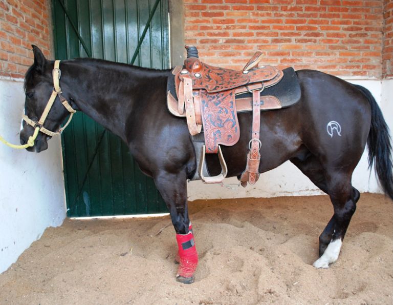 Horse Training Tips, get horse stand quietly when tied, horse standing still in cross ties, 