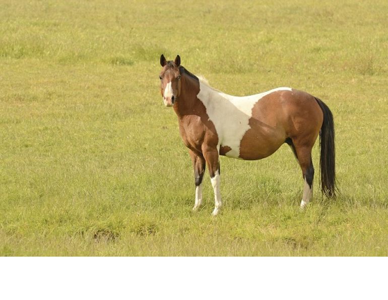 fetal foal, broodmare, equine pregnancy, broodmare nutrition, horse pregnancy, horse feeding