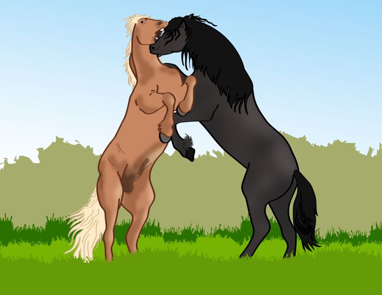 problem stallion, stallions fighting, horse stories, betty baxter horse