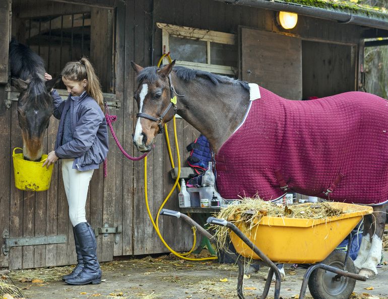 equine biosecurity, disinfecting horse barn, disinfecting horse footbaths, preventing disease horse barns, uc davis center for equine health