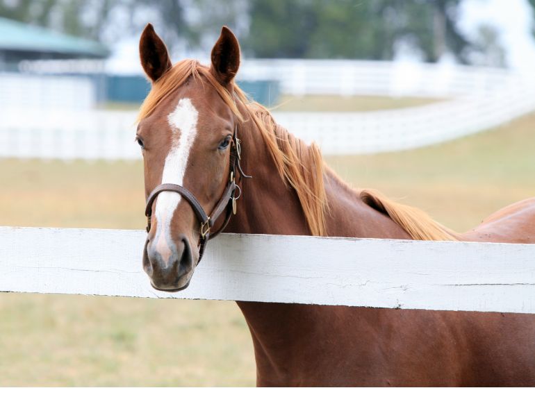 Anthelmintic Resistance horses, fecr testing horses, equine macrocyclic lactone resistance