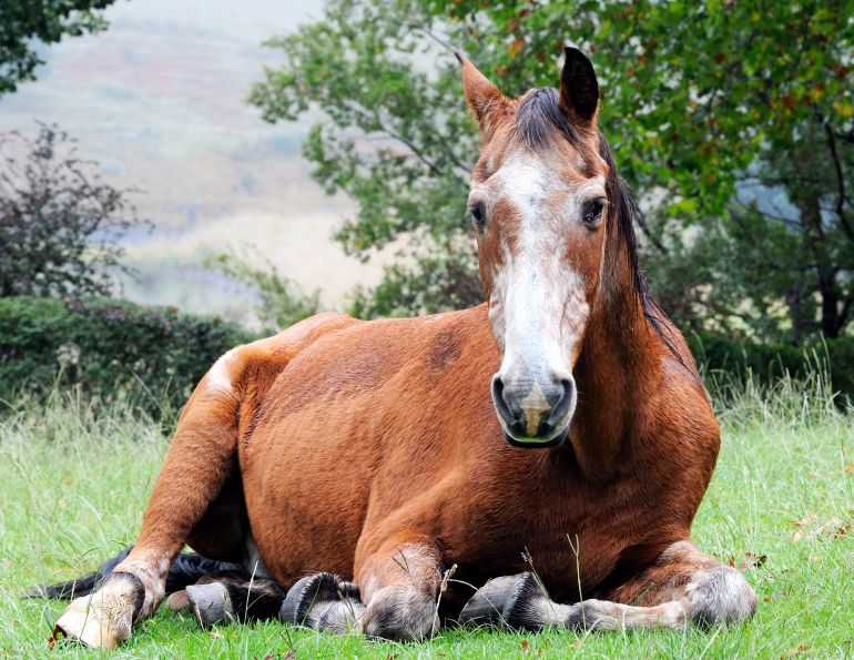 cushings disease horses, senior horses nutrition, feed for old horses, nutritional requirements senior horses, masterfeeds feed programs