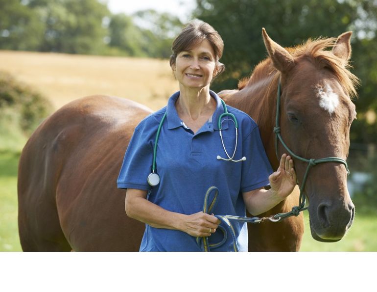 The Equine Heart, what should my horse's heart rate be, what is a normal rhythm horse heart, equine electrocardiogram, heart rate variability horse
