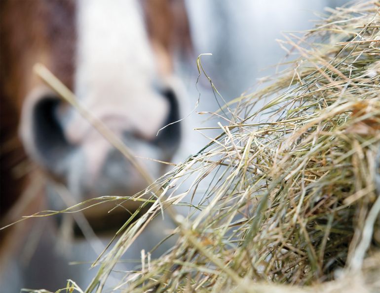 Hay Testing with NIRS, By Shelagh Niblock, PAS, hay forage analysis, overweight horse, equine metabolic conditions, cushing's disease horses, wet chemistry hay testing