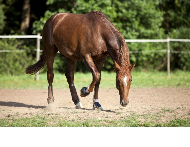 horse colic operation, treatments for colic, equine science update, mark andrews, standing flank laparotomy colic