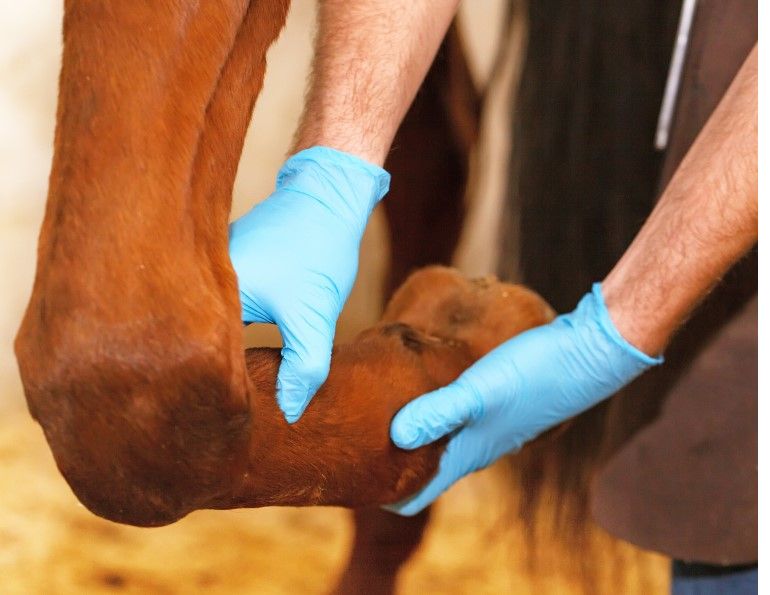 equine pre-purchase exam, lameness evaluation horses, lameness locator horses, equine veterinary diagnostic system, flexion testing horses