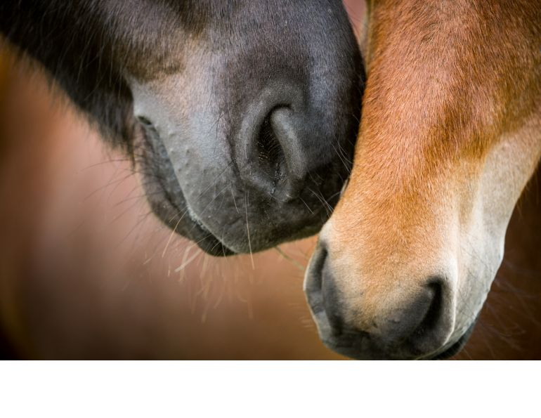 equine Strangles Pathogen, horse disease spread, equine science update, microbial genetics horses