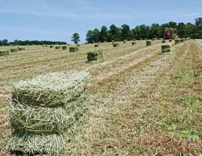 drought in canada, hay shortage canadian horse industry, finding good horse hay canada, reduce horse hay waste, drought horse industry