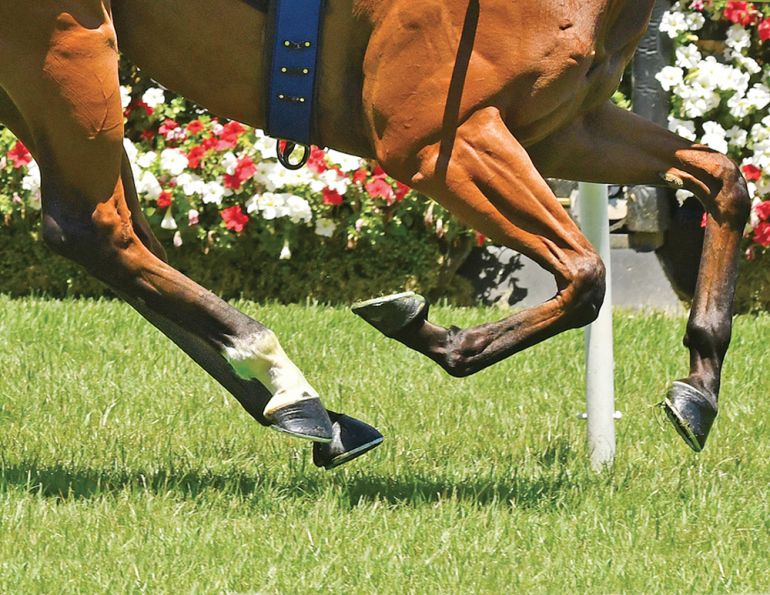how to determine good hoof health, are my horse's hooves healthy, how to achieve healthy hooves, biotin promotes good hoof health 