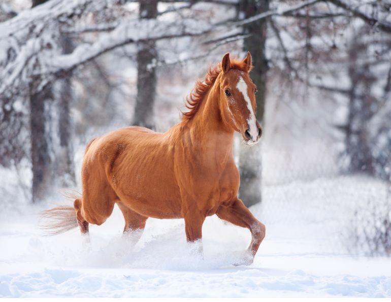 Your Horse's Winter Energy Needs, forages is the perfect energy source for Your horse, optimize your winter feeding regime, sources of equine energy, Shelagh Niblock, BSc.Ag., PAS