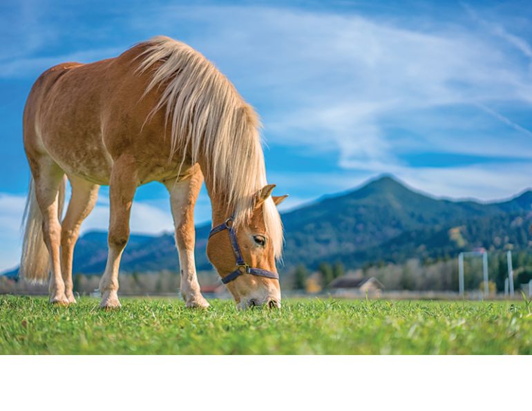 symptoms of equine asthma, does my horse have asthma, round bales asthmna, equine asthma mold, horse coughing, nasal discharge horse, snotty nose horse, treatments for equine asthma, bacteria for equine asthma, bronchodilator therapy horses