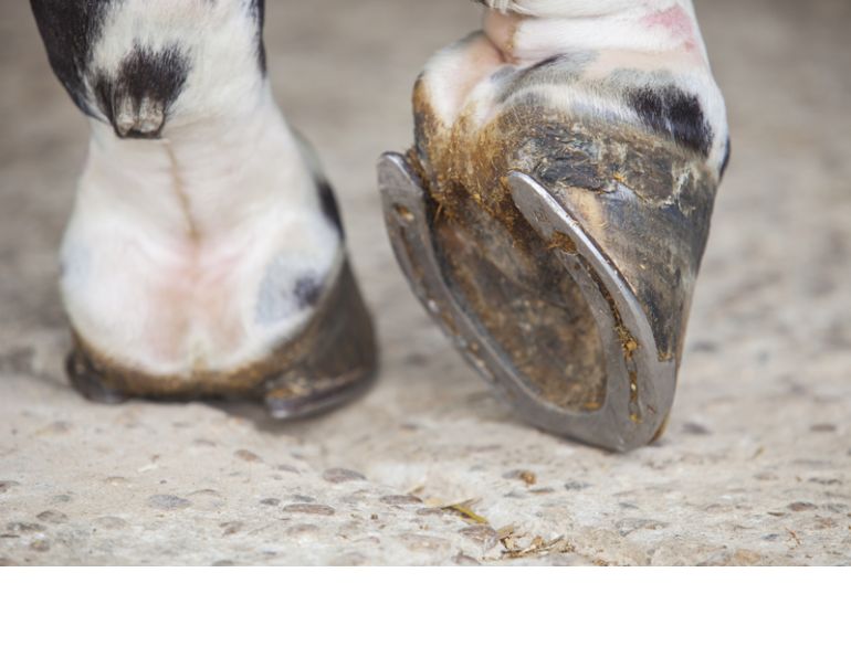 Common Hoof Problems in horses daily hoof care nutrition for equine hooves pain for sore horse hoof pain equine hoof western college of veterinary medicine