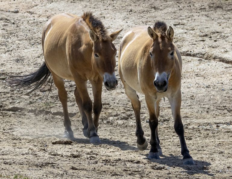 cloned horse, przewalski horse clone, san diego zoo safari park clone, equine science updates, mark andrews horse science