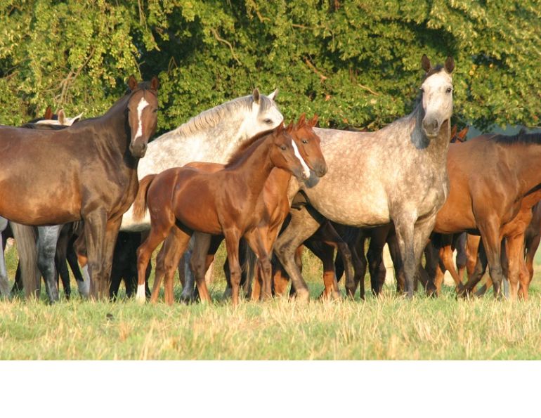 Broodmare genetics mare horse breeding stallion versus mare lineage broodmar juliane kuhl brandenburg state stud vetmeduni vienna garf lehndorff institute for equine science