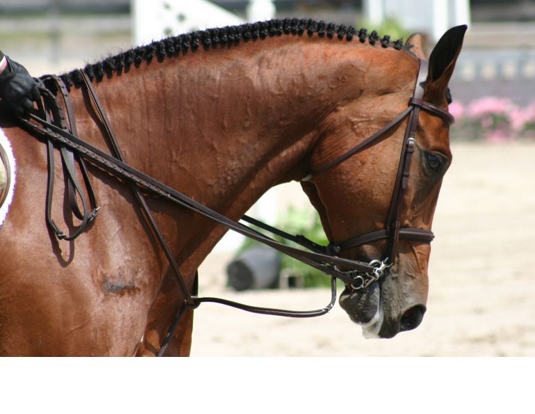 Braid Horse's Mane, Band Horse's Mane, Professional quality mame braiding, braiding freshly-washed horse mane, brading horse mane