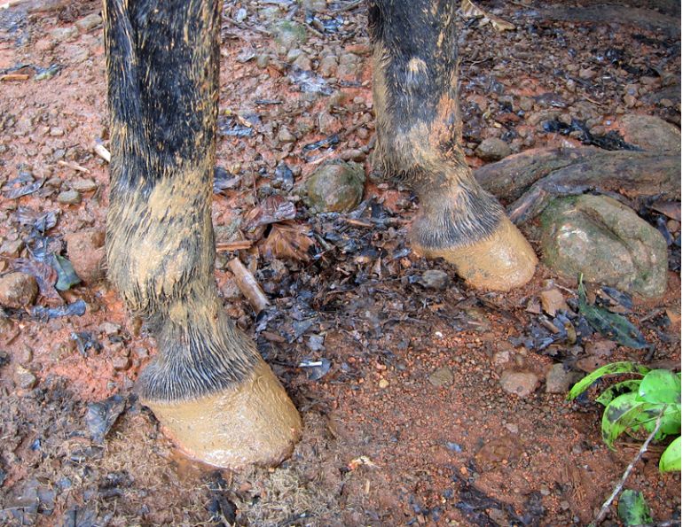 mud fever in horses, muddy horse feet, horse with mud fever, treating mud fever in a horse, pam mackenzie, lindsay grice