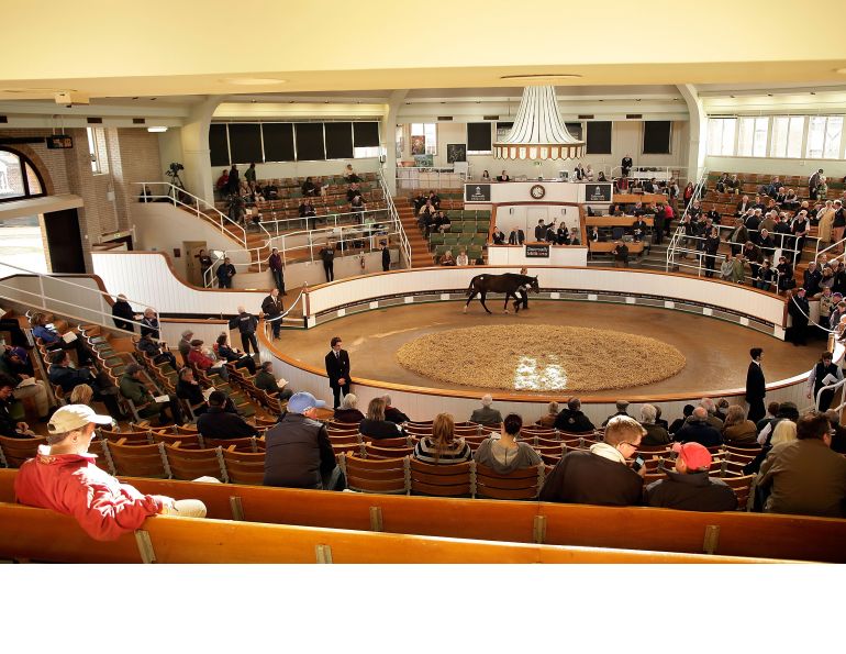 horse auction, equine auction, how to buy a horse, attend an equine auction, attend a horse auction, karen weslowski