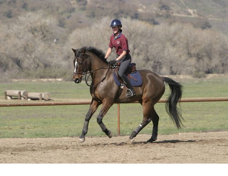 Practice Between Riding Lessons, riding between horse lessons, training horse on your own, lindsay grice