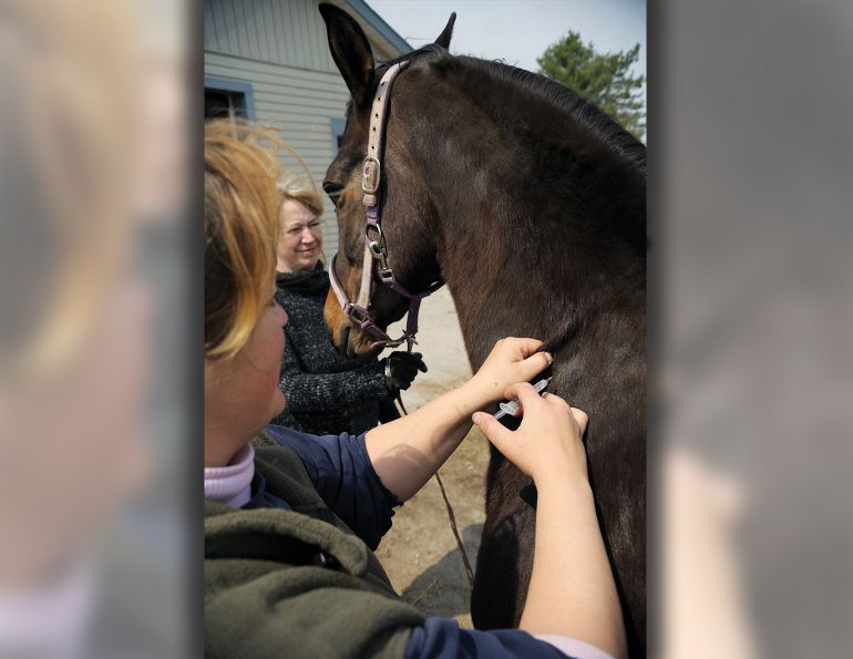vaccination horses, how to vaccinate horse, does a vet need to vaccine my horse? uc davis center for equine health